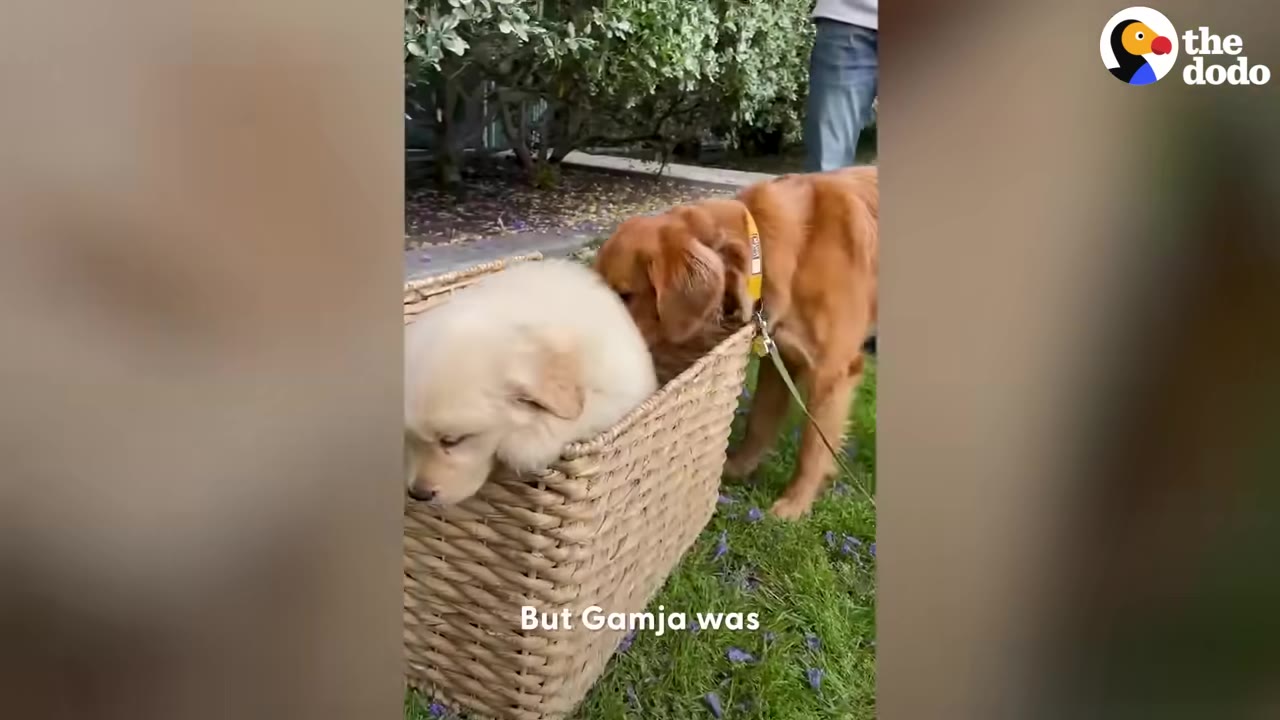 A small white puppy rests inside a woven basket on a lawn while an adult golden retriever sniffs near the edge of the basket.