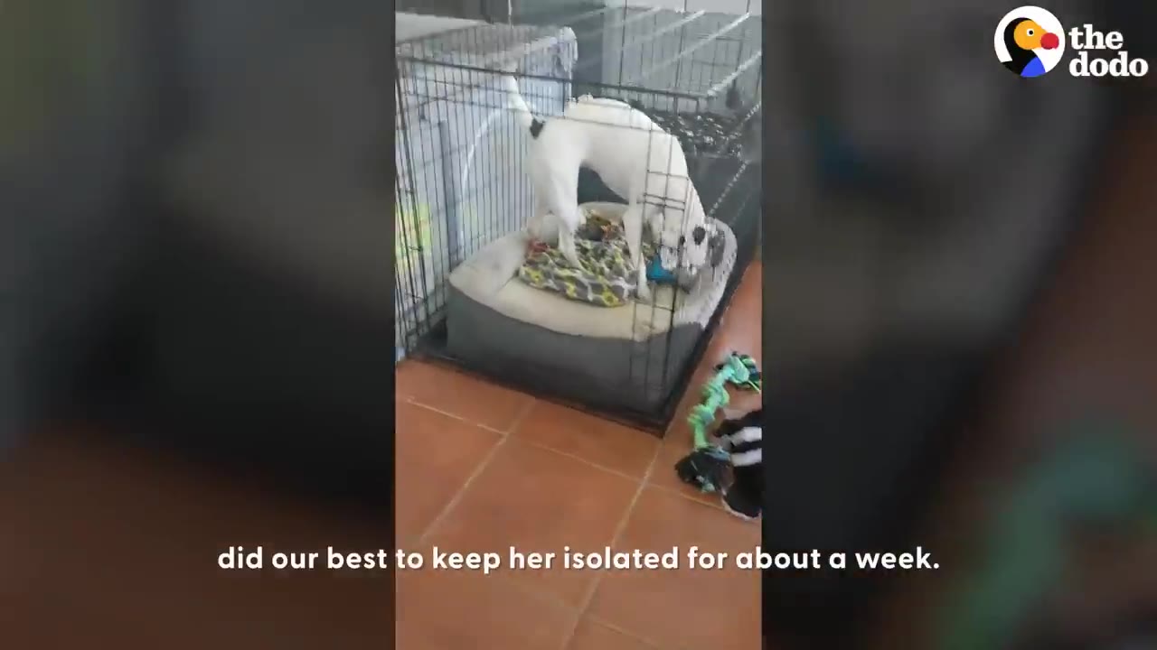 A white dog with black spots stands inside a wire crate on a dog bed in a home.