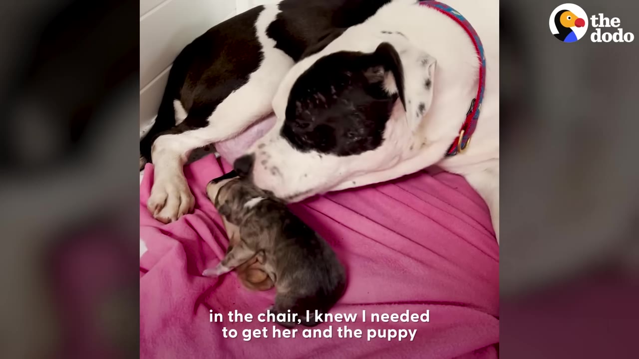 A black and white dog lies on a pink blanket, gently nudging a tiny newborn puppy with her nose.