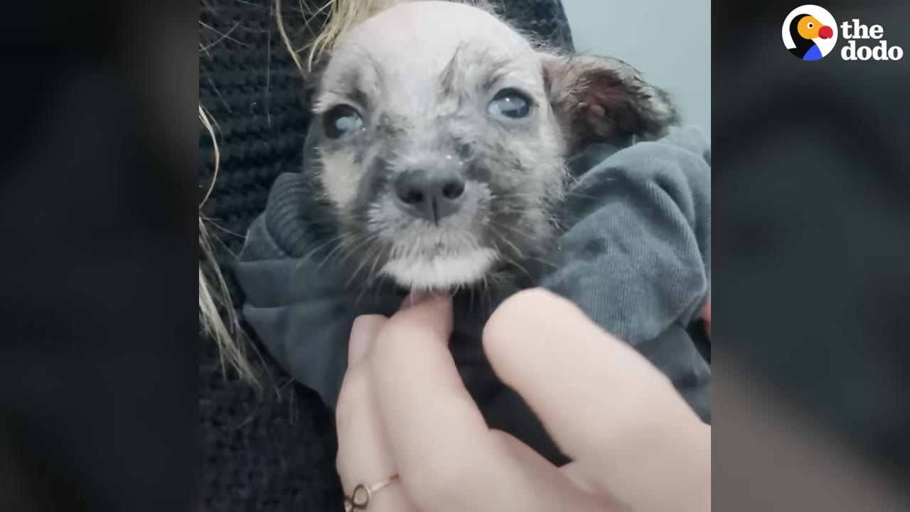 A small, frail puppy wrapped in a dark grey cloth is held gently by a person whose hand strokes the puppy's chin.