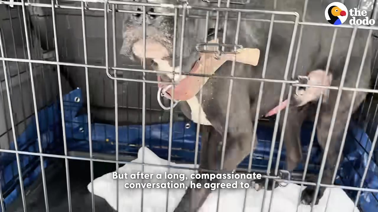 A dark grey dog with a white chest stands inside a metal wire crate, looking forward.
