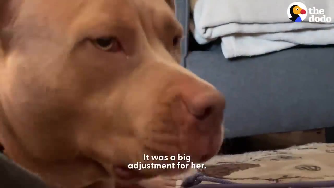 A close-up shot of a tan dog looking thoughtfully off-camera.