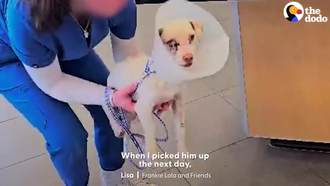 A veterinary worker in blue scrubs holds a small white dog wearing a protective plastic cone collar.