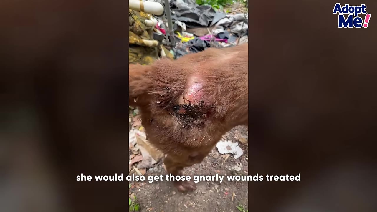 A close-up shot of a brown dog's back showing a severe, raw wound with missing fur and dark crusting.