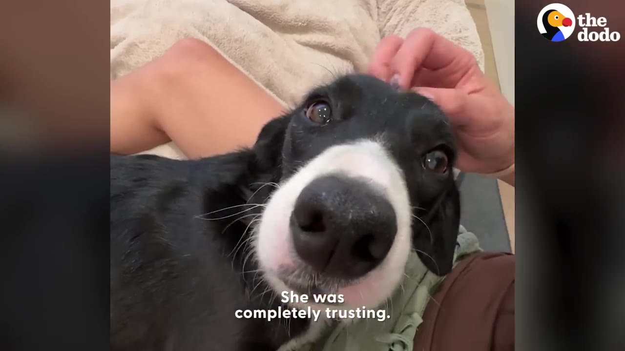 A close-up of a black and white dog named Daffodil looking up with wide, trusting eyes as a hand gently pets her head.