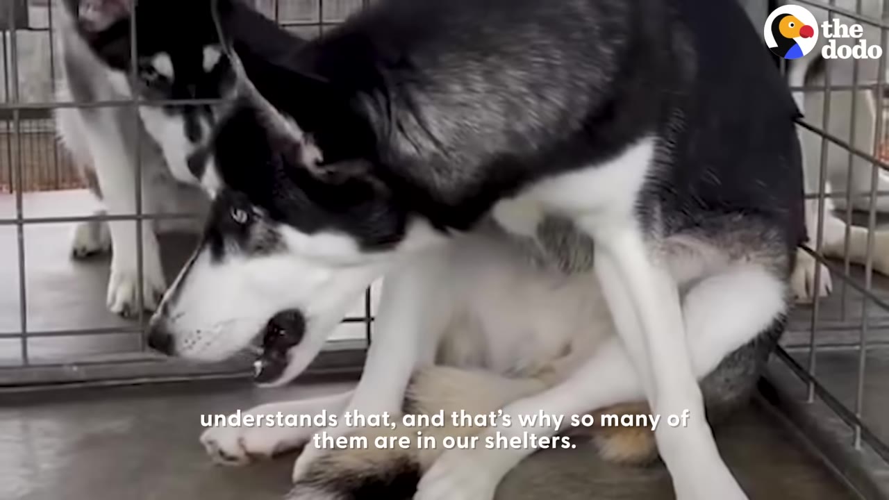 A black and white Siberian husky sitting curled up inside a metal shelter kennel cage.