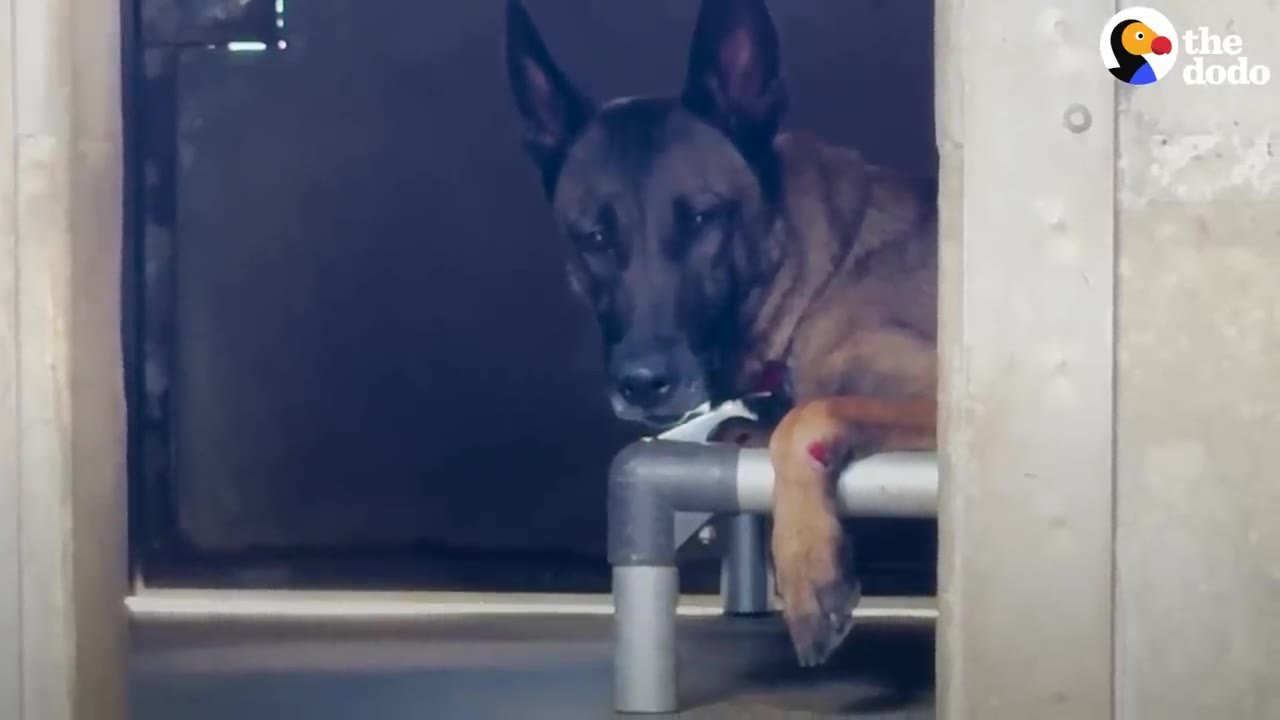 A brown and black dog lies on a raised cot inside a concrete shelter kennel, looking out with a sad expression and a visible red wound on its front paw.