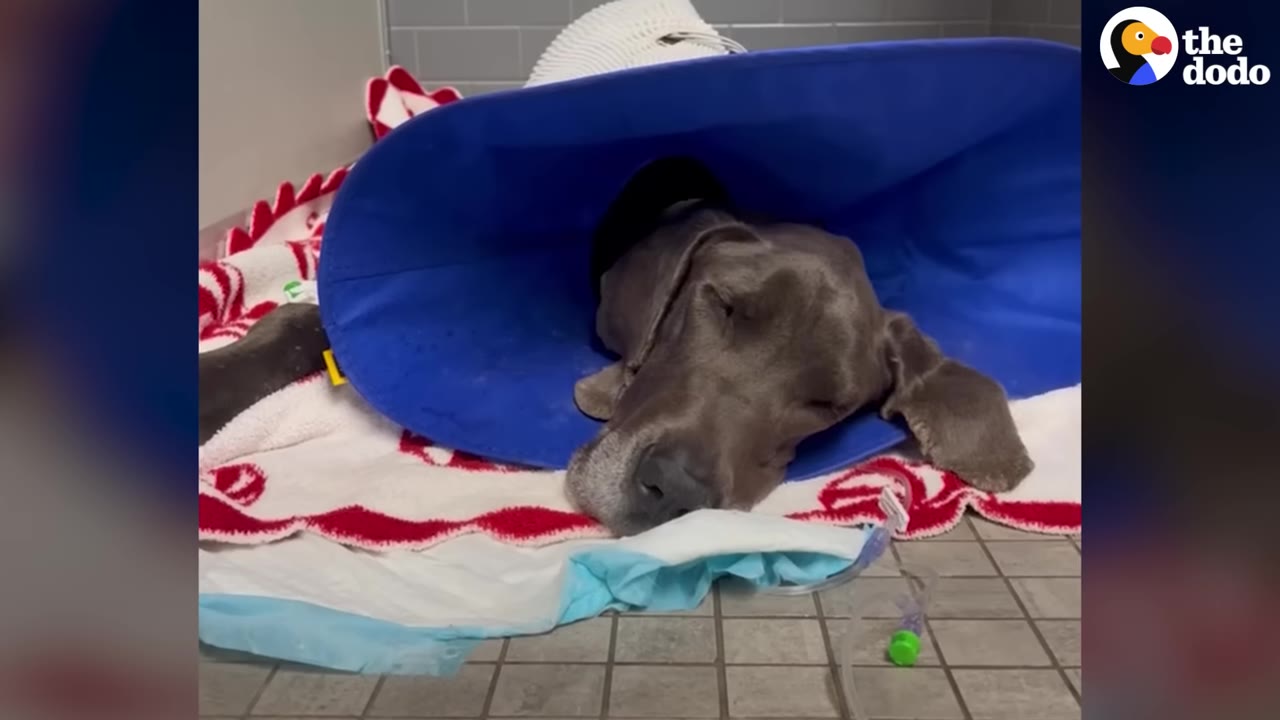 A grey Great Dane wearing a blue protective cone lies on a blanket on a clinic floor next to medical tubing.