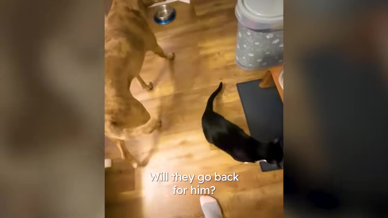 A tan dog and a black cat standing on a wooden floor inside a house.