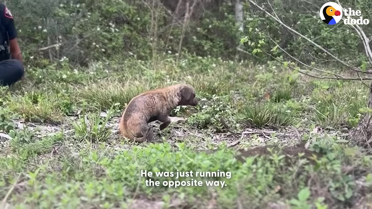 A small, dirty puppy runs away through a grassy, wooded area as a rescuer sits nearby.