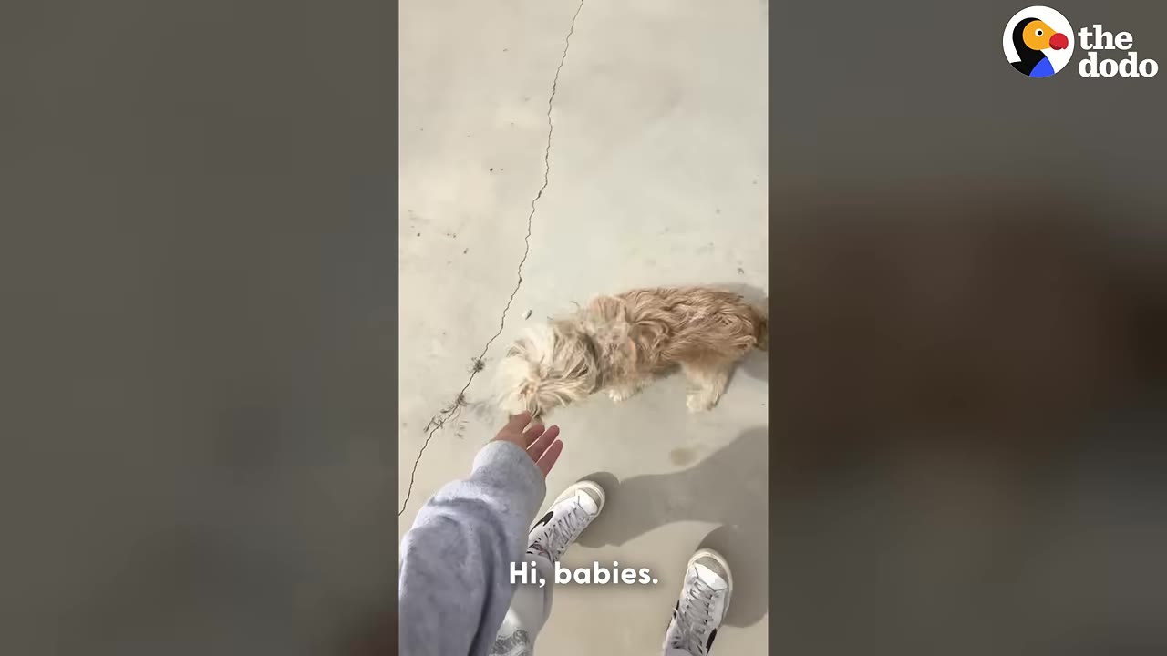 A first-person perspective of a person in a grey sweatshirt and white sneakers reaching out to pet a small, fluffy, light-brown dog on a concrete ground.