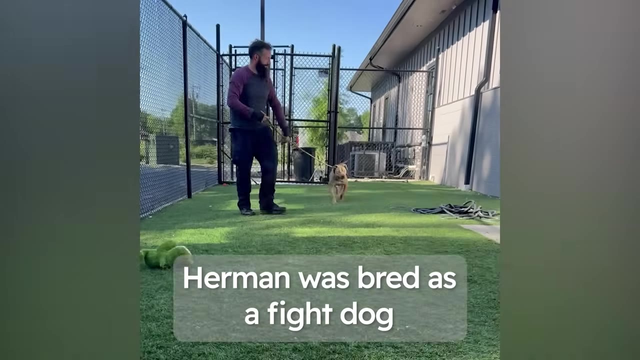 A man walks a tan dog on a leash inside a fenced outdoor area with green artificial turf.
