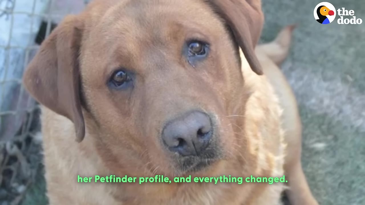 A close-up of a brown dog looking up with sad eyes, with a subtitle that reads 'her Petfinder profile, and everything changed.'