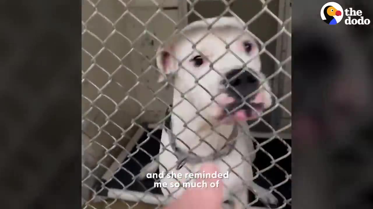 A white dog looking through a chain-link kennel fence at a shelter.