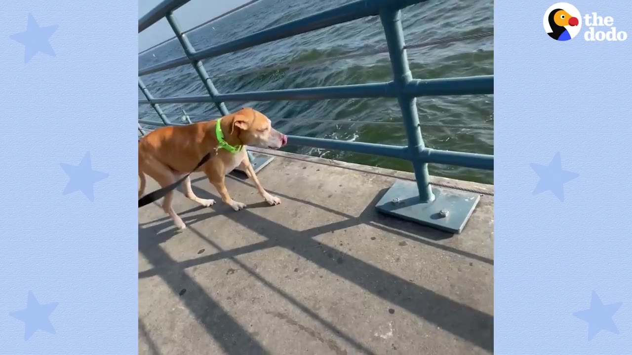 A tan dog wearing a bright green collar walks on a leash along a concrete pier beside blue metal railings overlooking ocean water.