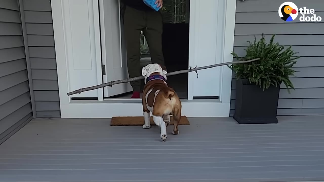 A bulldog carrying a long wooden stick across its mouth walks onto a house porch toward an open door.