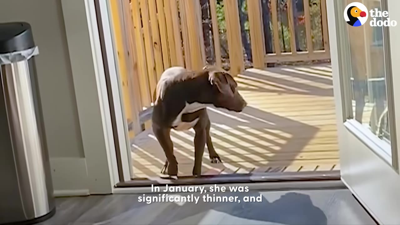 A brown and white dog stands on a wooden deck outside an open door, looking back over its shoulder.