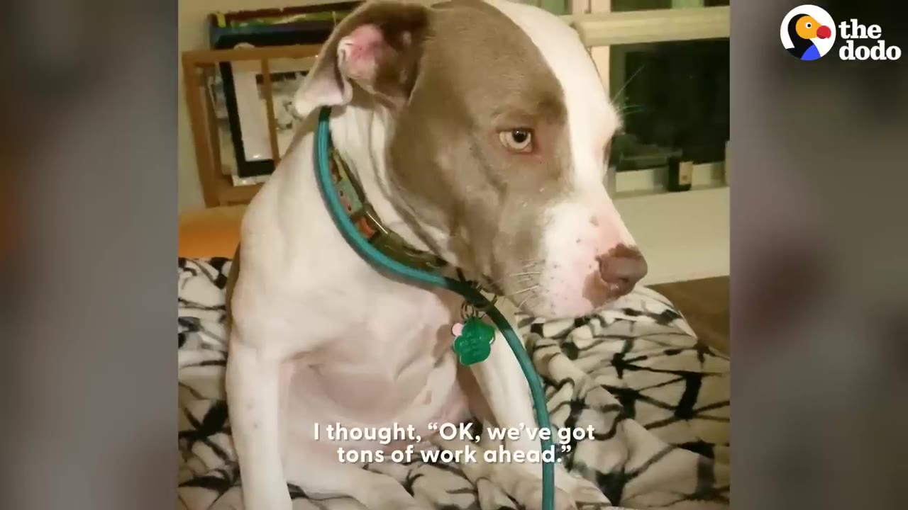 A white and brown dog wearing a green collar sits on a patterned blanket, looking off to the side.