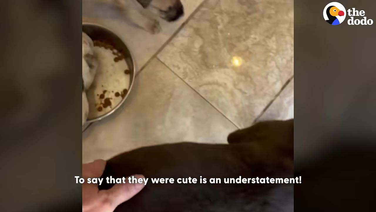 A person's hand gently petting a dark-furred dog on a tiled floor, with a puppy and a metal food bowl visible in the background.