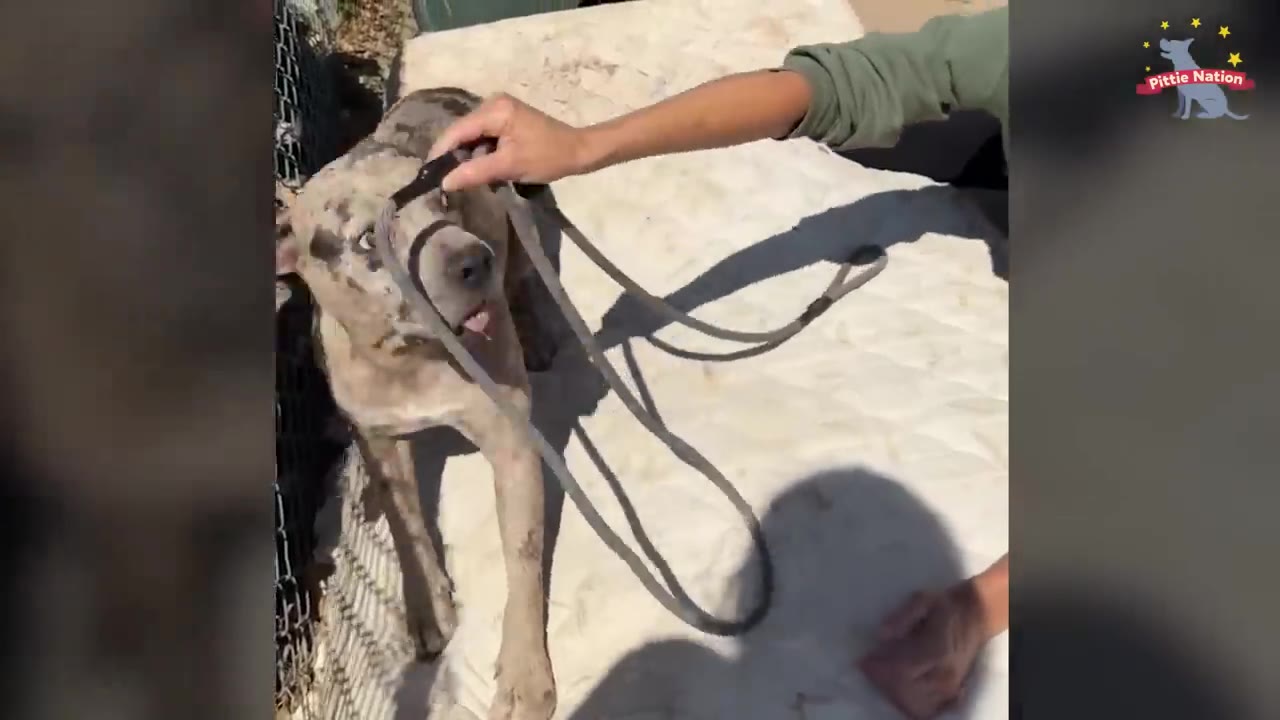 A person's hand gently places a slip leash over the head of a mottled pit bull-type dog outside.