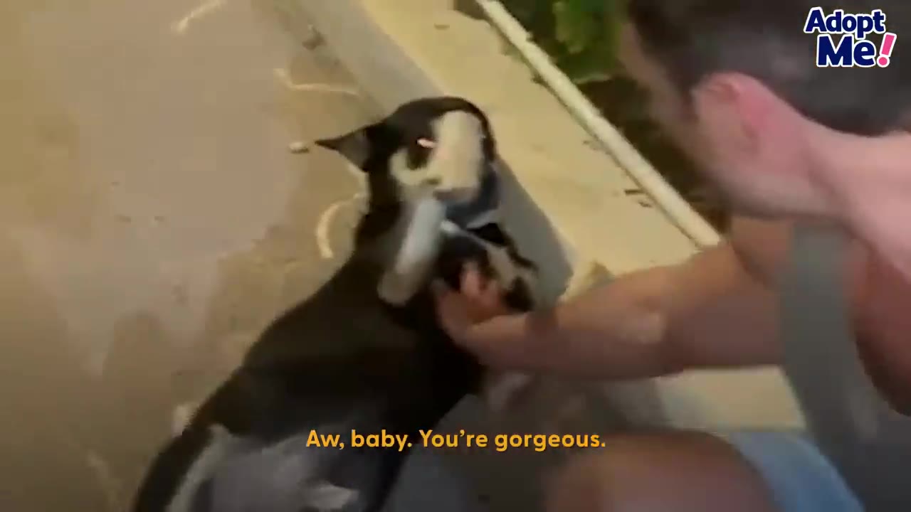 A rescuer reaching out gently to comfort a dark-furred dog outdoors.