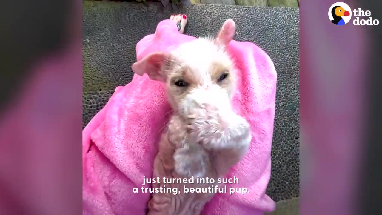 A small hairless dog wrapped in a bright pink blanket rests on a person's lap.