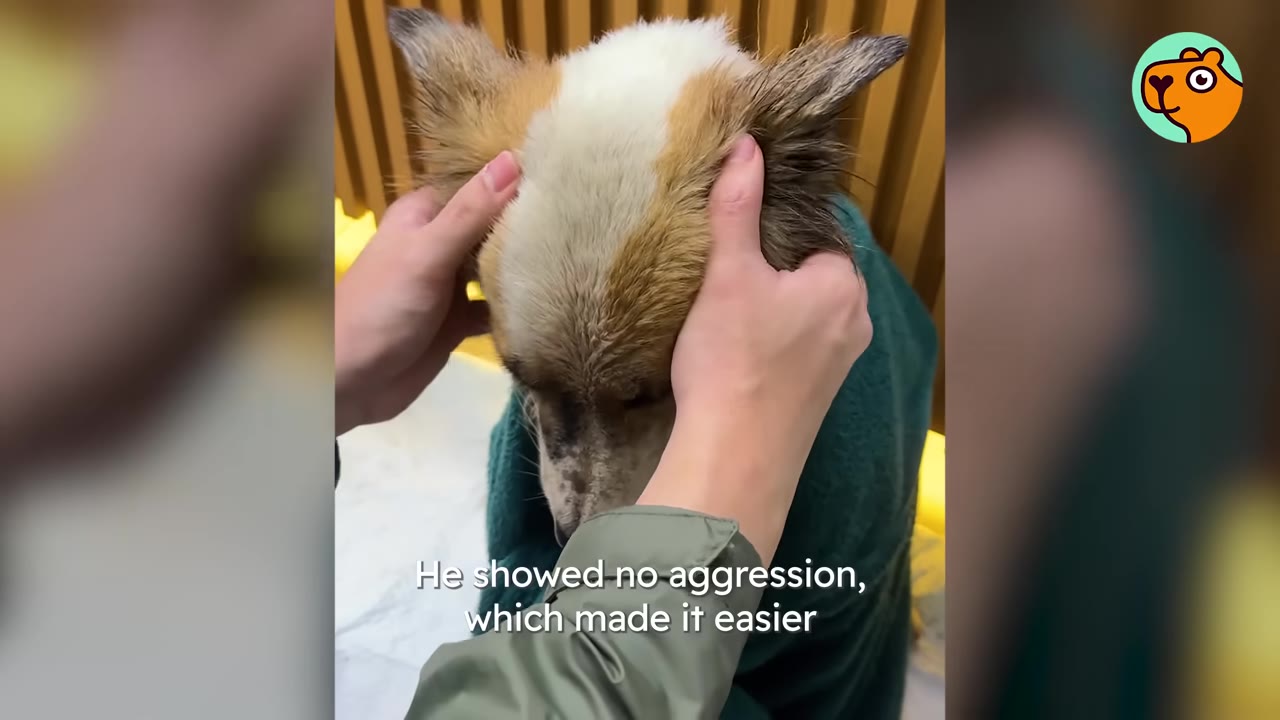 A person gently cradling the head of a small brown and white dog wrapped in a dark green blanket.