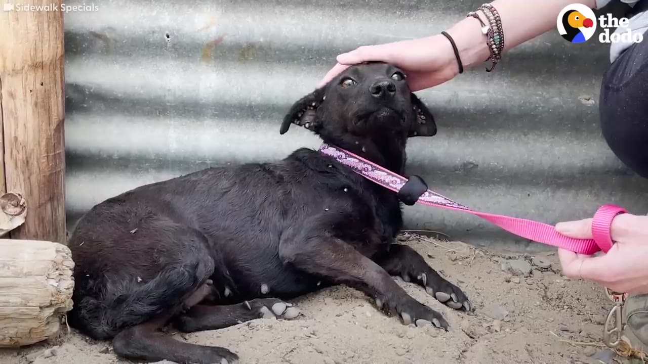 A person gently strokes the head of a small black dog lying on the ground next to a metal wall.