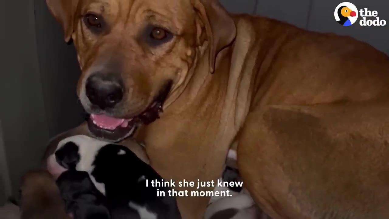 A brown mother dog lying inside a crate with her newborn puppies, looking up gently toward the camera.