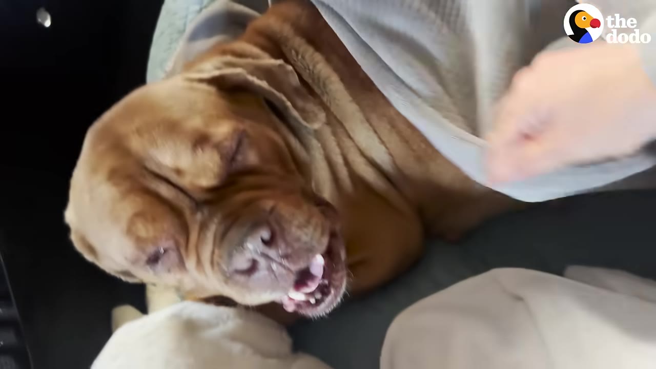 A brown dog peeks out from under a grey blanket as a hand coaxes her.