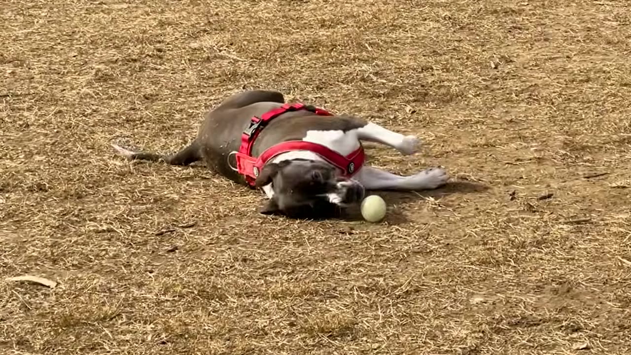 A playful gray and white dog in a red harness rolls on dry grass next to a tennis ball.