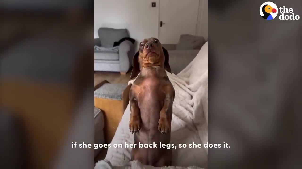 A brown dachshund standing upright on its hind legs on a couch, looking forward.