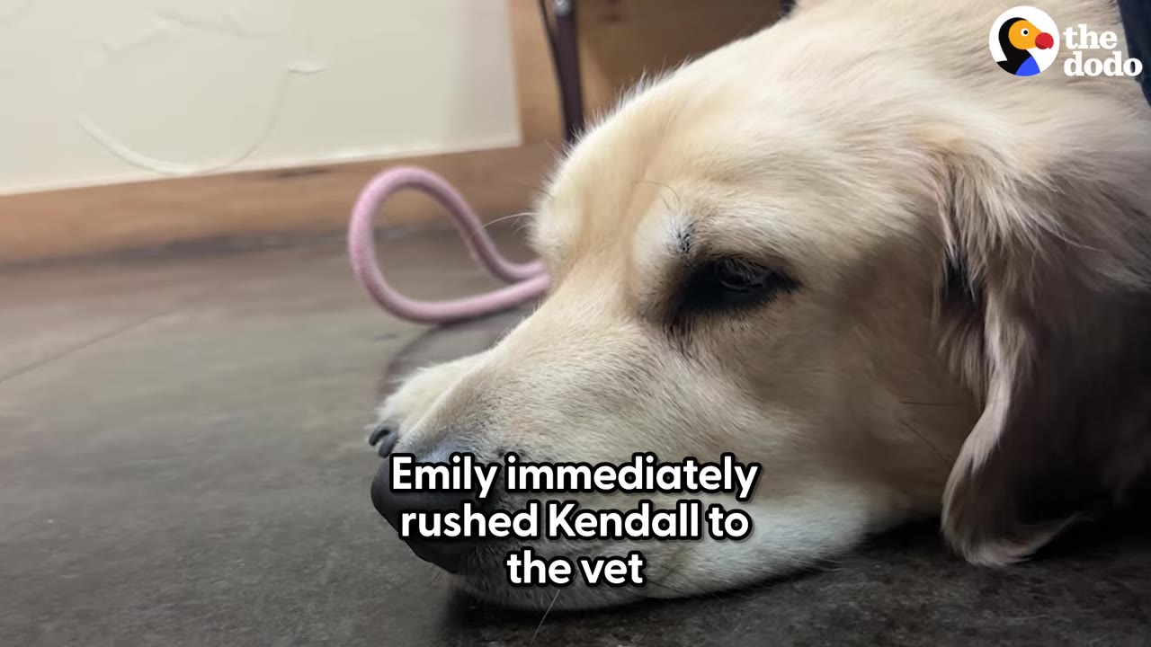 A golden retriever lying down on the floor with its head resting on the ground near a pink leash.