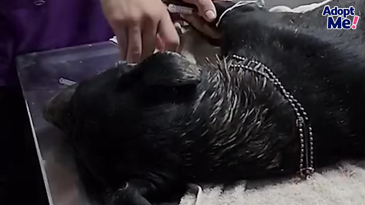 A black dog lies on a metal veterinary examination table while a veterinarian's hands work near its front leg.