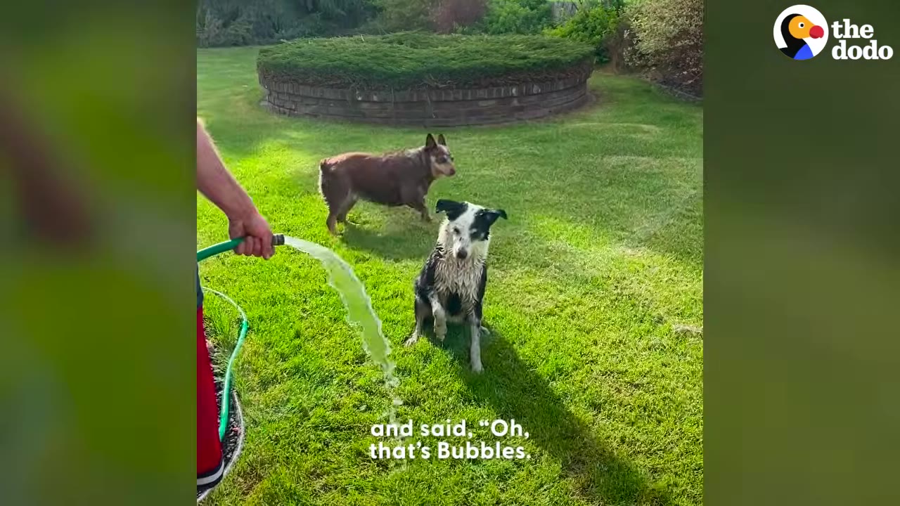 A black and white dog sitting on a grassy lawn getting sprayed with water from a hose while another dog stands in the background.