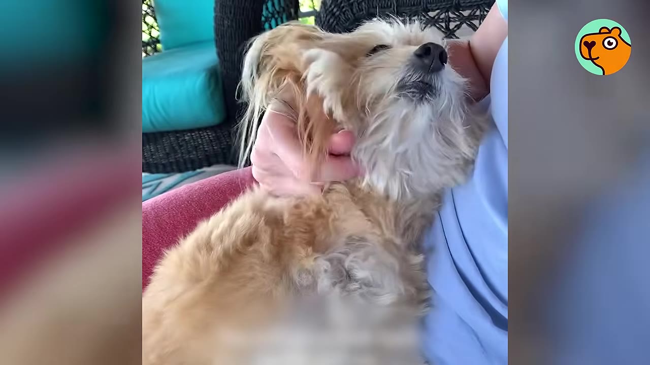 A small fluffy tan dog resting against a person's chest while being gently petted.