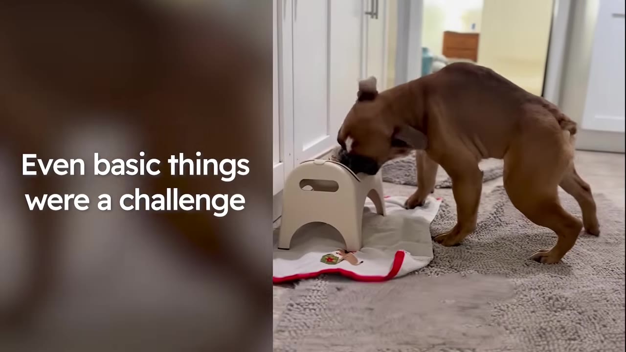 A small brown puppy with a hunched back bends down to eat or drink from a low plastic step stool indoors.