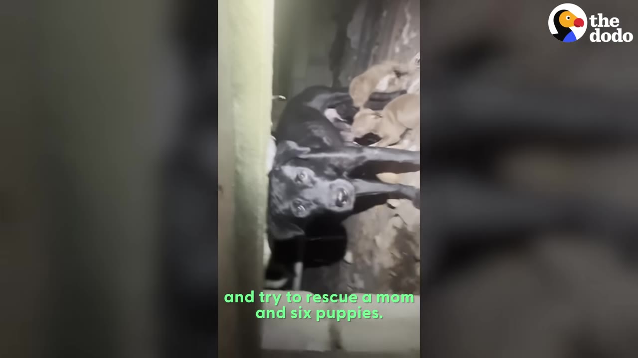 A black dog looks up from a narrow, dark concrete space where several light-colored puppies are huddled behind her.