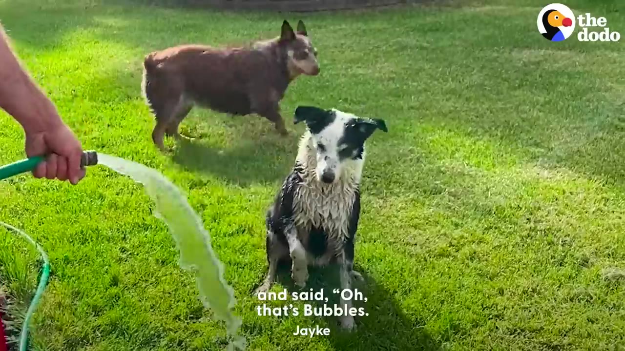 A dirty black and white dog sits on a grassy lawn while being sprayed with water from a garden hose.