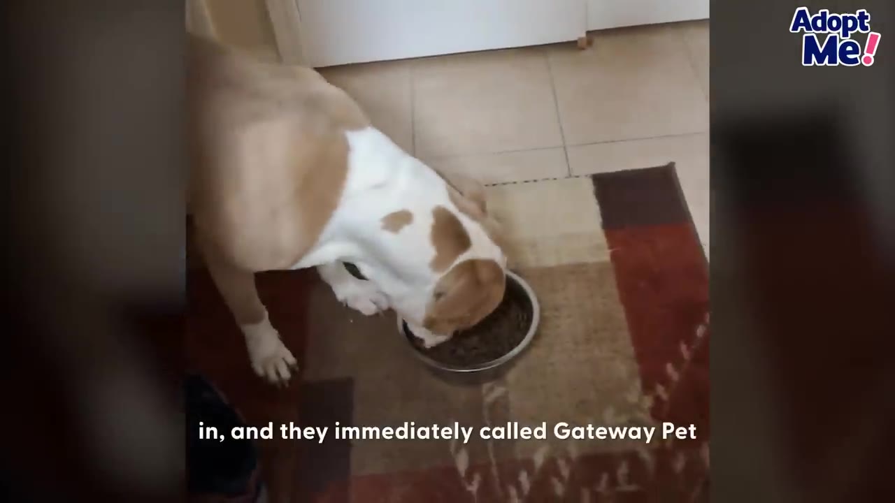 A tan and white dog eating food from a metal bowl on a rug indoors.