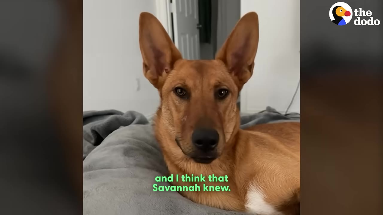 A brown dog with large, upright ears lies on a grey blanket, looking directly at the camera.
