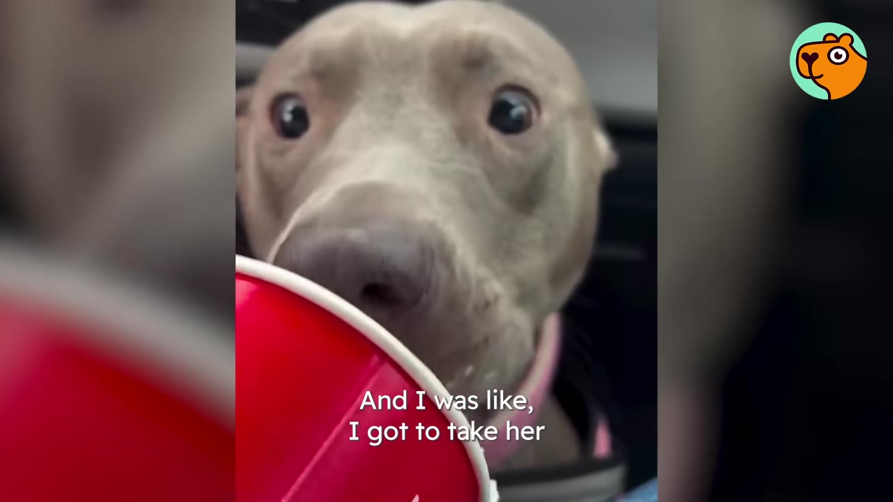 A close-up view of a grey pit bull-type dog looking forward next to a red cup.