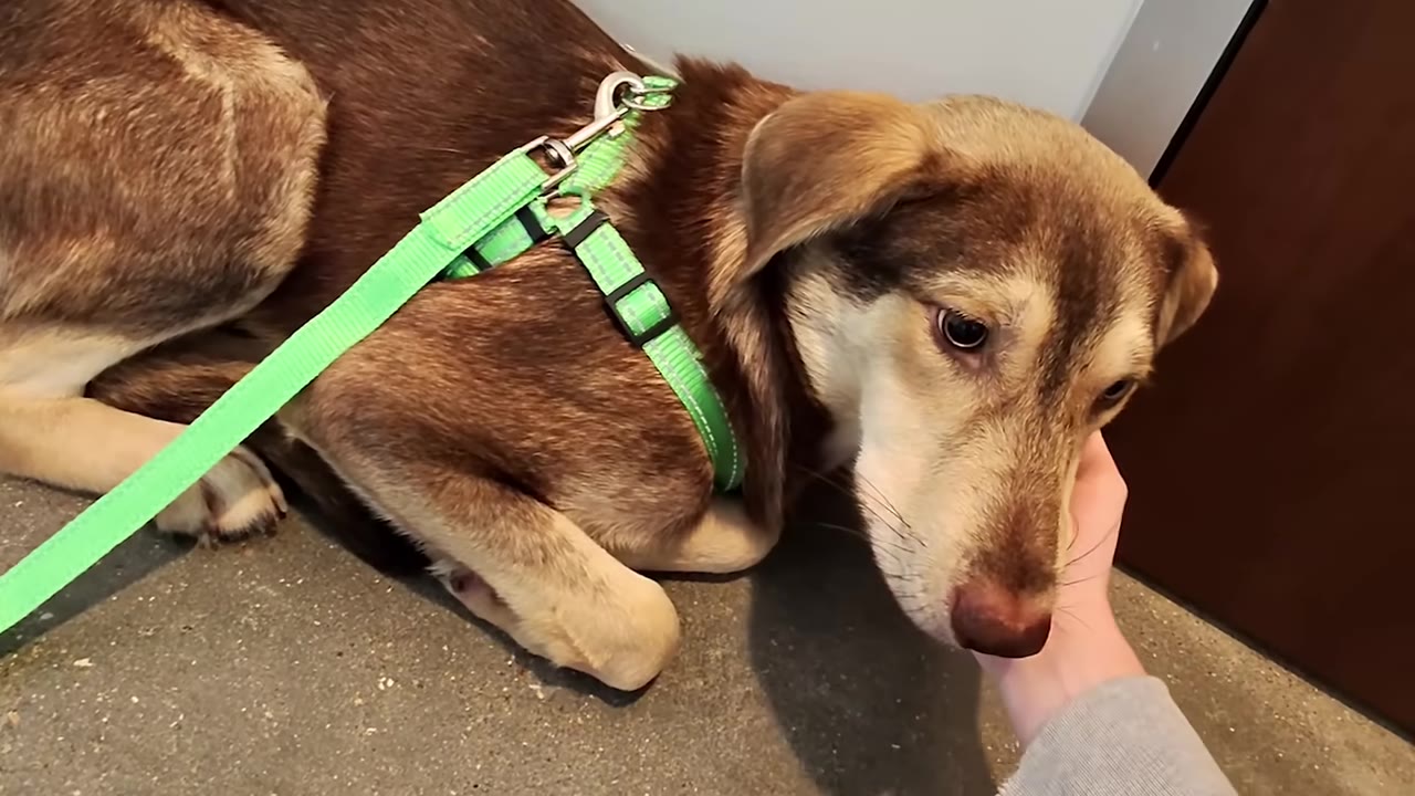 A brown and tan dog wearing a bright green harness lying on the floor while a person gently holds its head.