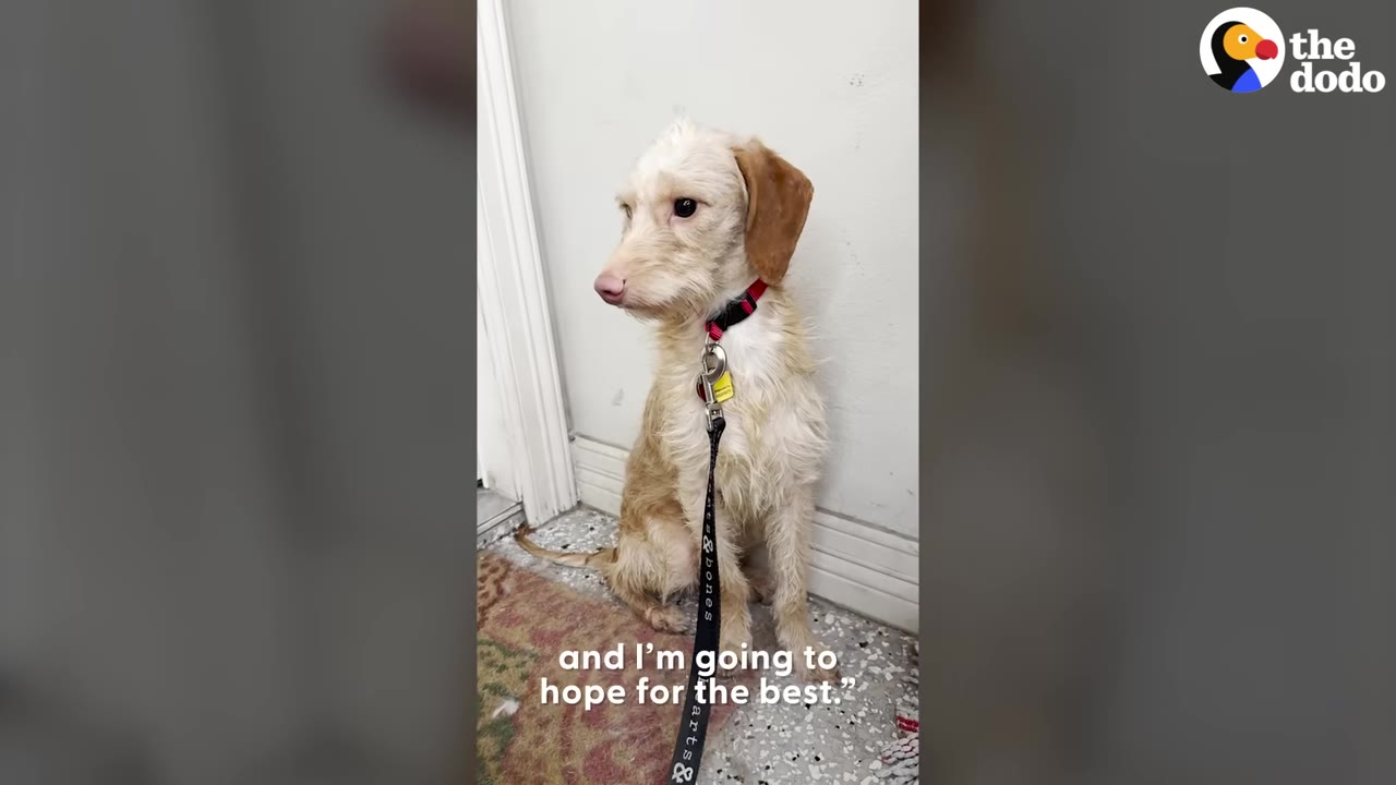 A scruffy, tan and white small dog with a red collar sits quietly on a leash against a white wall.