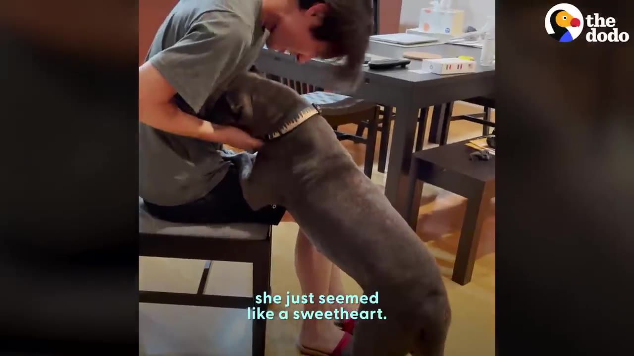 A person sitting on a chair leans forward to hug a gray and white dog standing on its hind legs.