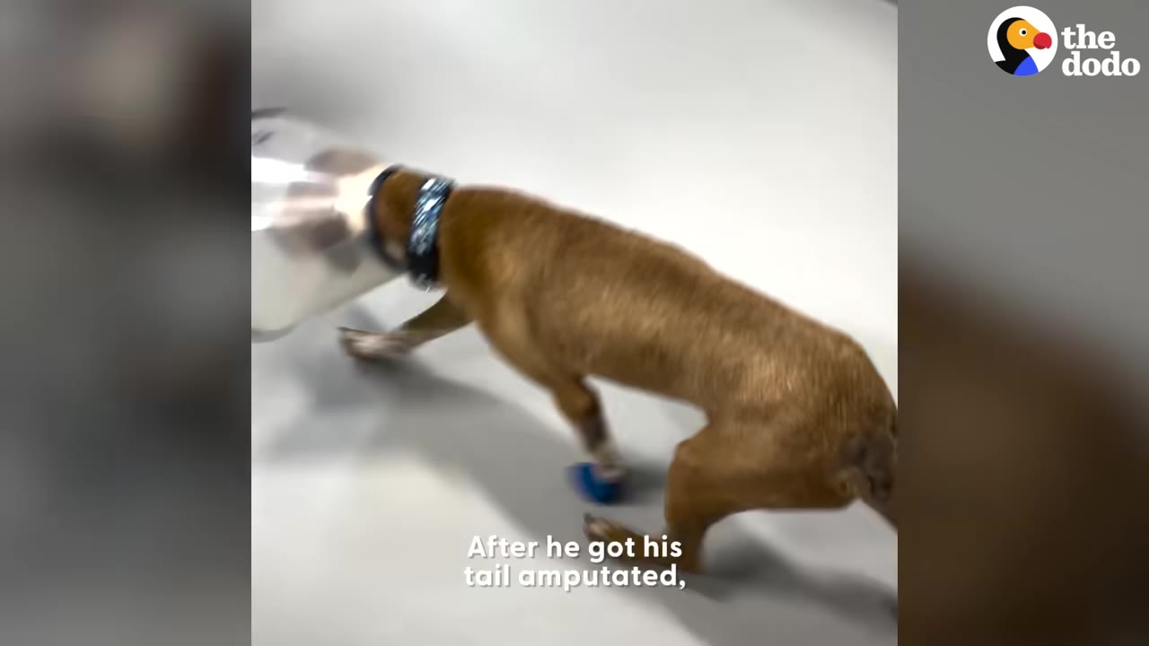 A brown dog wearing a protective plastic cone collar walks on a light-colored floor.