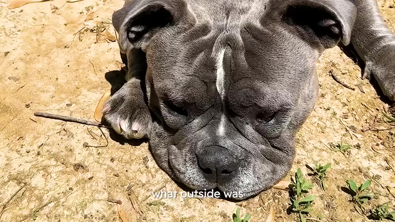 Close-up of a grey dog lying on the dirt ground resting its head down.