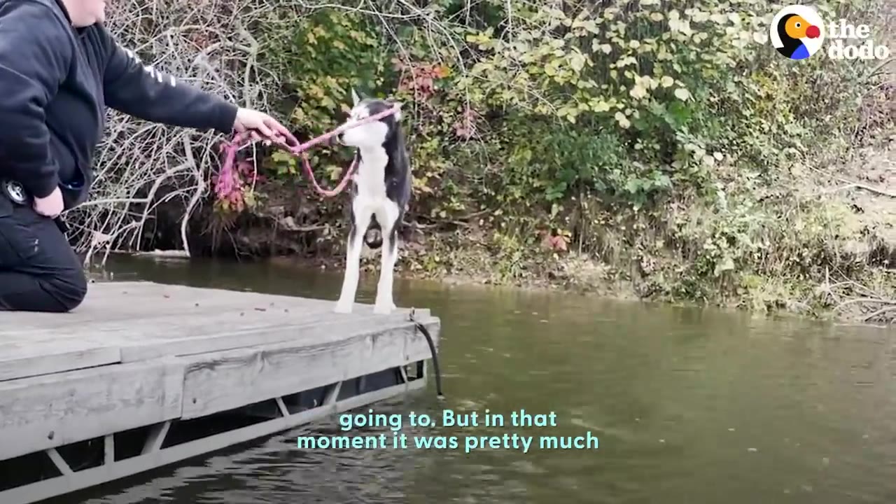 A person kneeling on a wooden dock reaching out with a pink leash loop around a husky dog standing near the edge of the water.