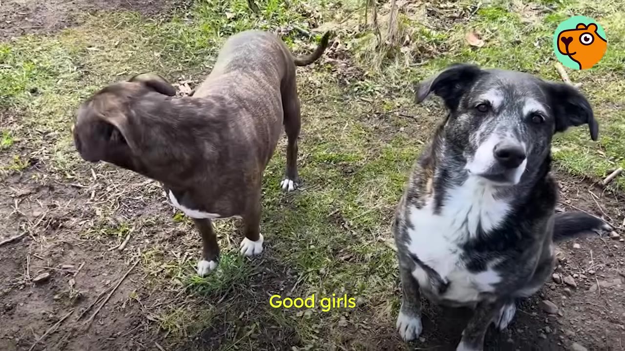 Two dogs outdoors standing and sitting on grass looking toward the camera.