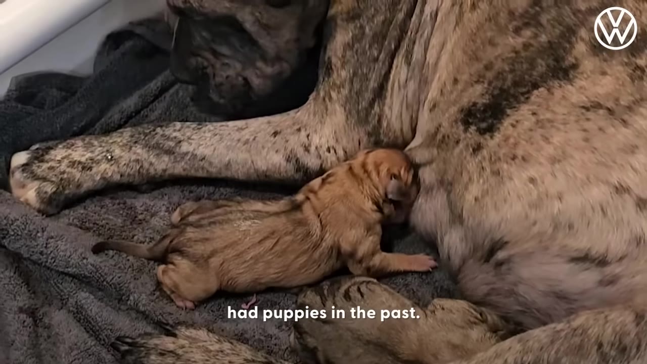 A brindle dog lies on a blanket next to a tiny newborn puppy.